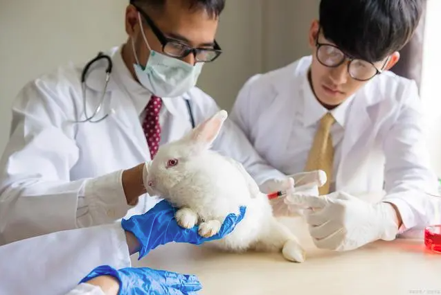 醫(yī)療器械大動物實驗：解密臨床前驗證的關(guān)鍵步驟
