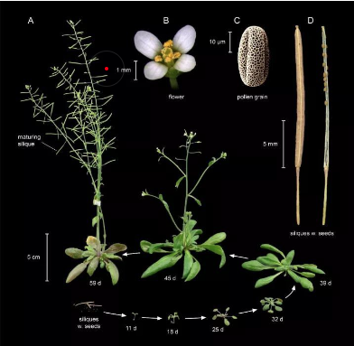 經(jīng)典的模式生物都有哪些？大腸桿菌、擬南芥、近交系小鼠、果蠅