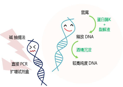 基因分型過程中需要注意什么細(xì)節(jié)？提取DNA、制備DNA、DNA模板濃度等因素都有影響