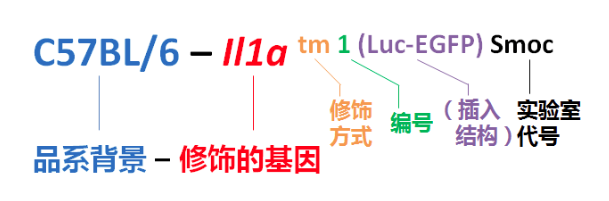【小鼠大學(xué)問(wèn)】基因工程小鼠的命名規(guī)則