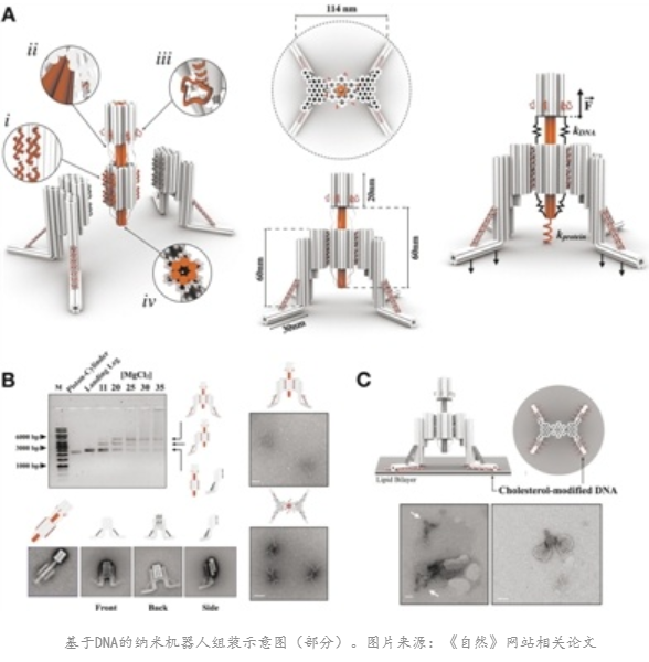 全DNA納米機(jī)器人可探索細(xì)胞過程