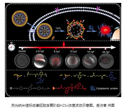 長沙理工大學和湖南師范大學： 斑馬魚實驗揭示內源性多硫化氫在胚胎發(fā)育階段濃度變化