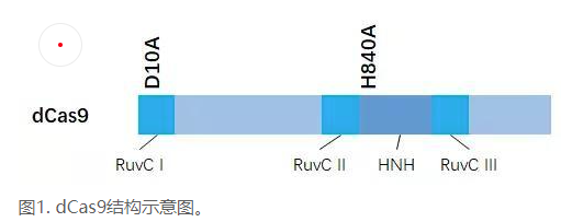 CRISPRi與CRISPRa的區(qū)別|如何對體內(nèi)內(nèi)源基因調(diào)控