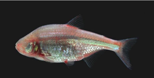 研究表明洞鱸魚(yú)靠嘴巴“觀察”周?chē)挛?>
             <!-- <div   id=