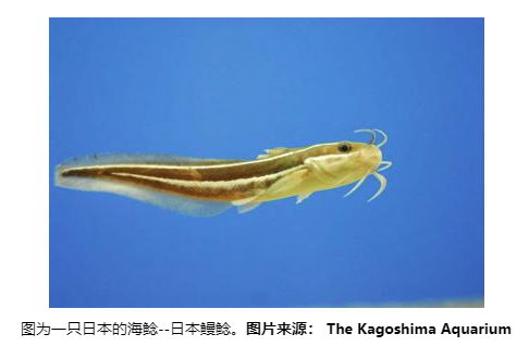 Science:傳感器可幫助鯰魚(yú)在黑暗中'視物'