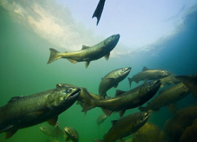 鮭魚(yú)全基因組測(cè)序完畢
