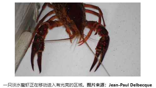 Science:淡水螯蝦也能夠擁有和人類(lèi)那樣的焦慮行為
