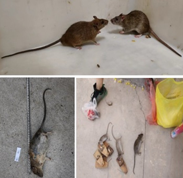 動物研究所揭示黃胸鼠耐受低溫的局限性并預(yù)測其擴(kuò)張范圍