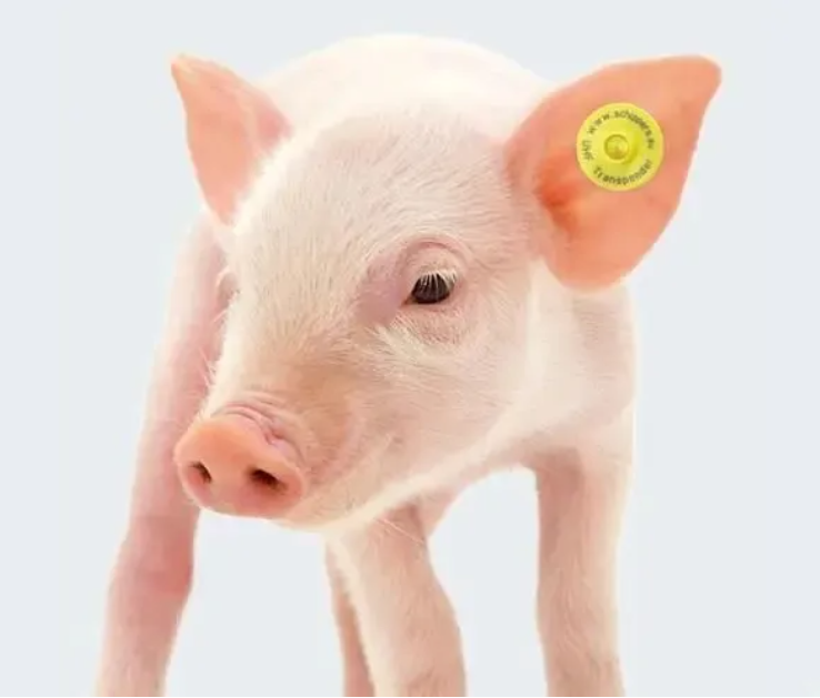 干貨滿滿！實(shí)驗(yàn)動(dòng)物常用標(biāo)記方法有哪些？看這篇足夠了-江蘇網(wǎng)站制作
