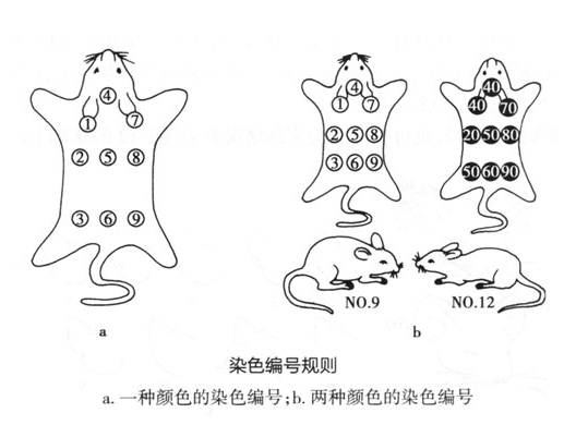 實(shí)驗(yàn)動(dòng)物的個(gè)體標(biāo)識技術(shù)-江蘇網(wǎng)站制作